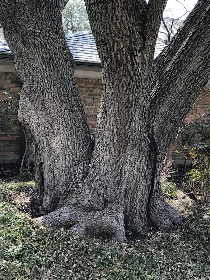 Mature heritage tree close to a Adairville property cared for by certified arborists